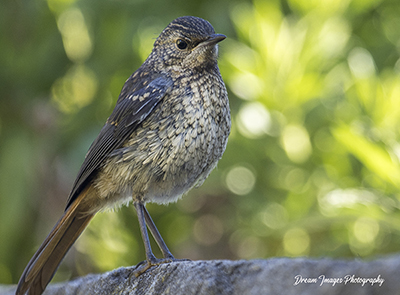Bird 7